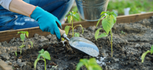 Read more about the article Green Farming Practices for a Greener Tomorrow: Kibbutz Organics Leading the Way